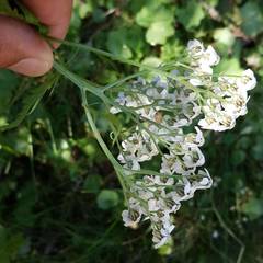 Achillea macrophylla