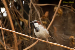 Passer domesticus