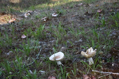 Russula mendocinensis