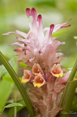 Curcuma aromatica