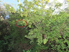 Landolphia kirkii