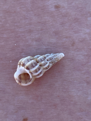 Epitoniidae