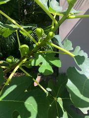 Ficus carica