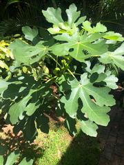 Ficus carica