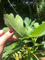 Ficus carica