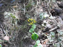 Hypericum undulatum