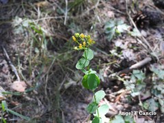 Hypericum undulatum
