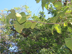 Vangueria