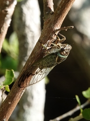 Diceroprocta marevagans