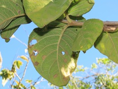 Vangueria