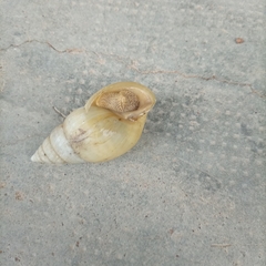 Achatinidae