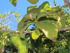 Vangueria