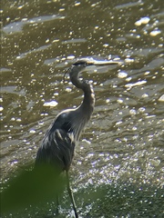 Ardea herodias