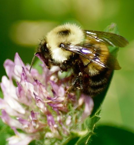 Half-black Bumble Bee