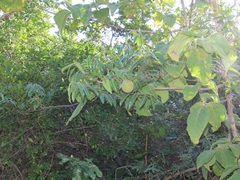 Landolphia kirkii