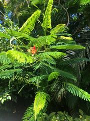 Delonix regia