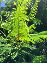 Delonix regia