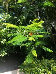 Delonix regia