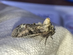 Abrostola tripartita