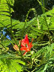 Delonix regia