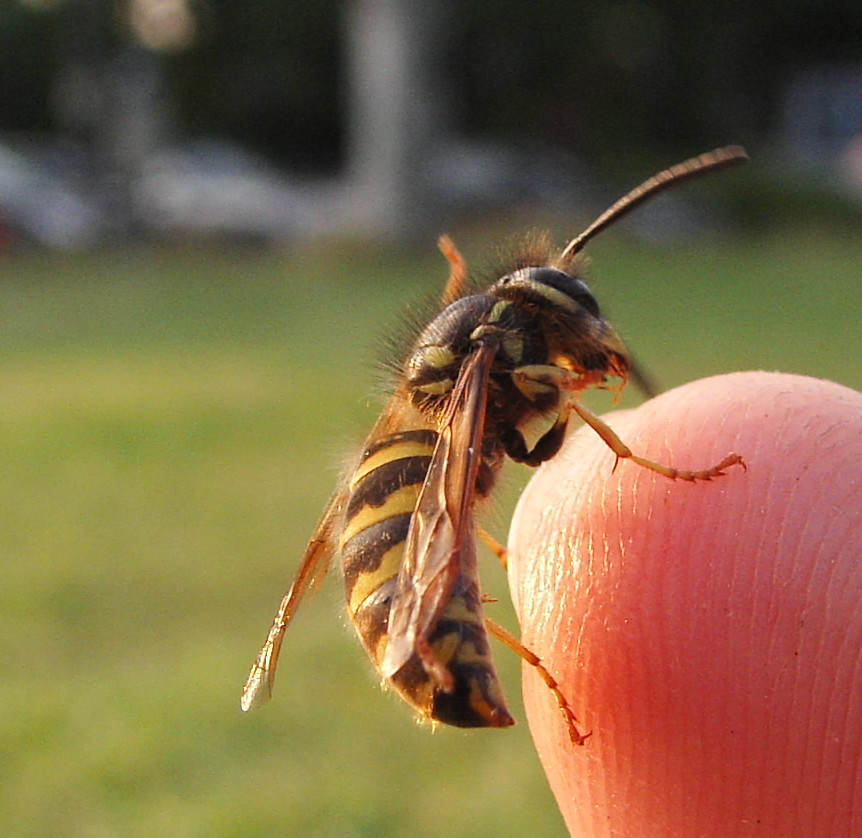 Common European Yellowjacket from Cologne, Germany on July 22, 2004 at ...