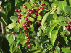 Bridelia cathartica