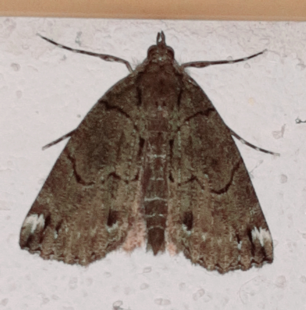 Ischnopteris bifinita