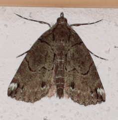 Image of Ischnopteris bifinita