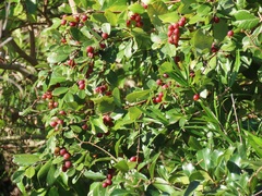 Bridelia cathartica