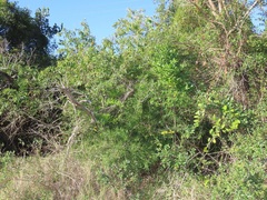 Bridelia cathartica
