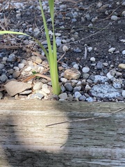 Iris foetidissima