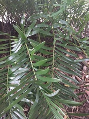 Zamia