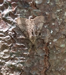 Dasychira obliquata