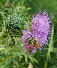 Svastra obliqua expurgata