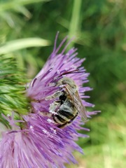 Svastra obliqua expurgata