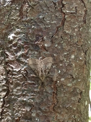 Dasychira obliquata