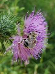 Svastra obliqua expurgata