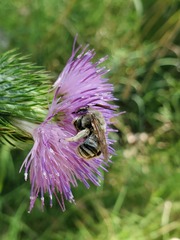 Svastra obliqua expurgata