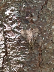 Dasychira obliquata