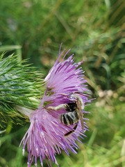 Svastra obliqua expurgata