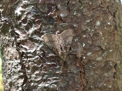 Dasychira obliquata