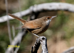 Tarphonomus certhioides
