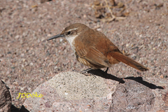 Ochetorhynchus ruficaudus