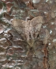 Dasychira obliquata