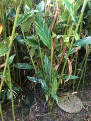 Alpinia