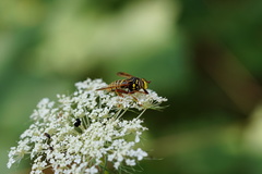 Spilomyia diophthalma