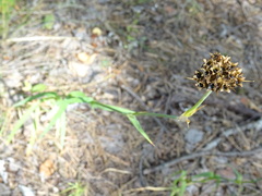 Dianthus andrzejowskianus