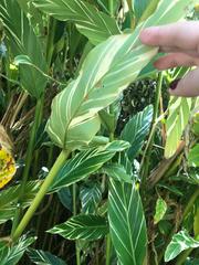 Alpinia