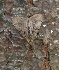 Dasychira obliquata