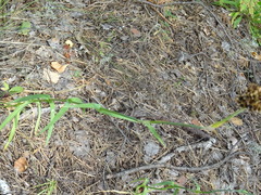 Dianthus andrzejowskianus